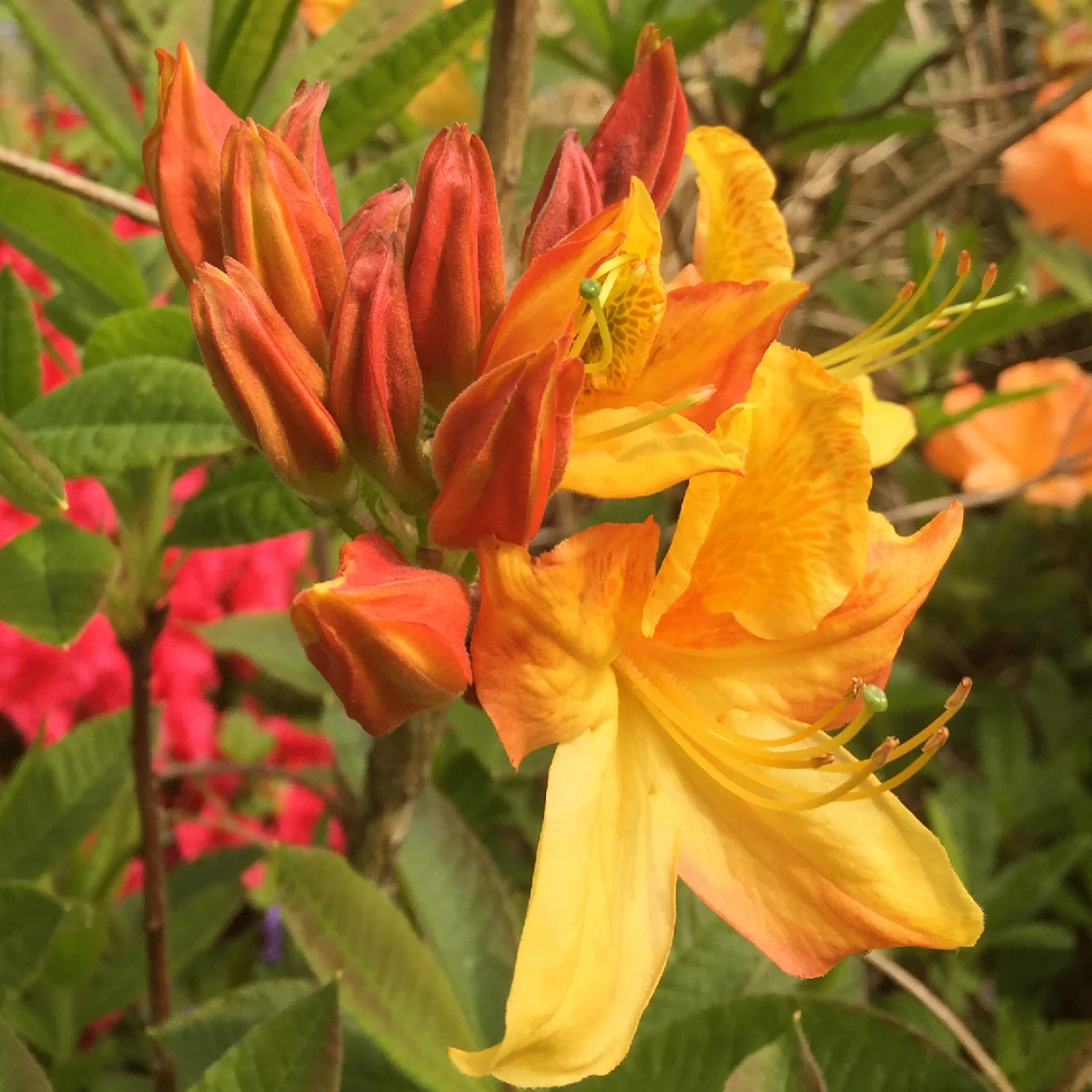 Unknown hybrid